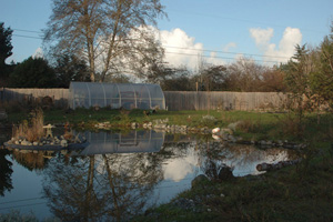 Pond and greenhouse