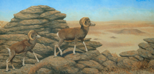 Ikh Nartiin Chuluu Argali