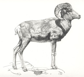 argali-ram-standing-blog.jpg