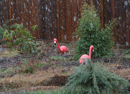 snow-and-flamingos.jpg