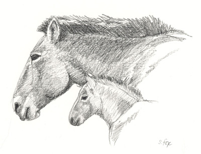 takhi-mare-and-foal-heads-blog.jpg