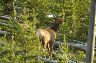 yellowstone-elk2005-06-25.jpg