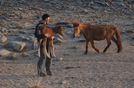 Getting the foal used to human handling