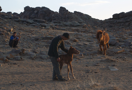 Turning the foal loose and here comes the mare