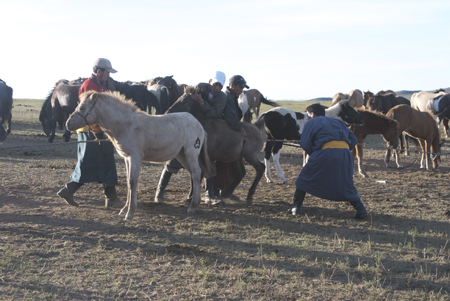 Batbadrach branding foal