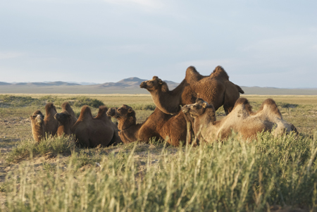 Bactrian camels, Arburd Sands