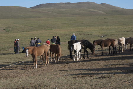 Foals lined up for branding