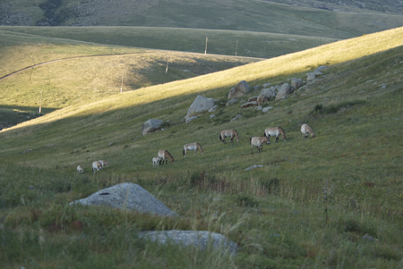 Hustai takhi harem, late afternoon