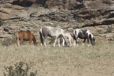 Horses grazing near ger camp