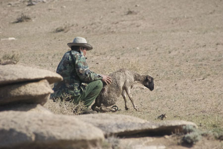 Maikhant helping sheep after storm