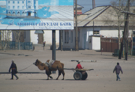 Camel cart, between Ulaanbaatar and Choir