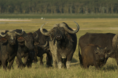 Lake Nakuru cape buffalo; typical "I dare you"