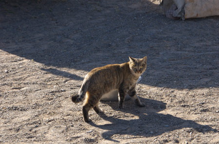 Cat at ger near Bayanzag in the Gobi