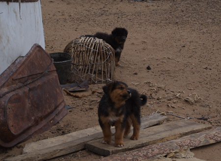 Mastiff puppies near Hustai National Park
