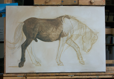 Mongol Horse stallion