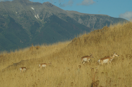 National Bison Reserve pronghorns; this one has possibilities