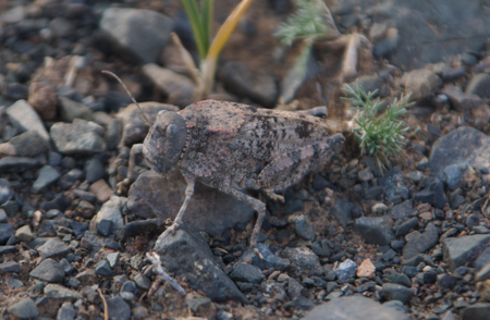gobi-grasshopper-1
