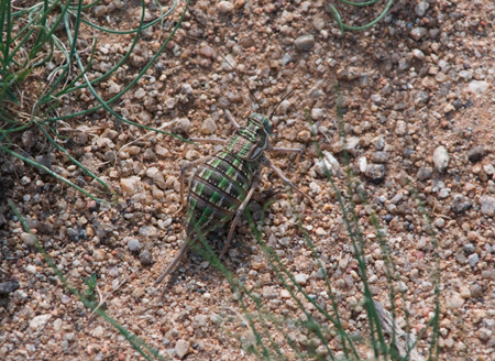 ikh-nart-green-insect