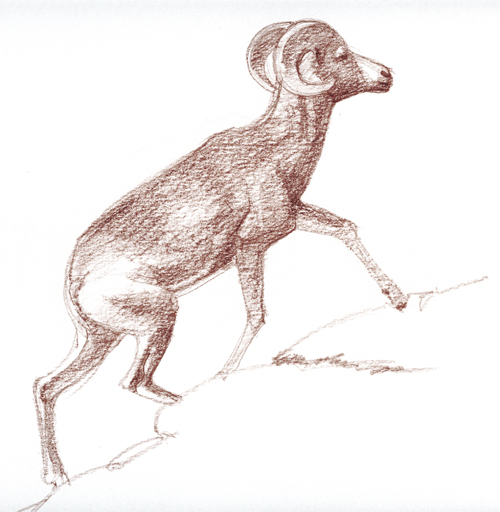 Argali ewe climbing, Ikh Nartiin Chuluu, Sept. 2008