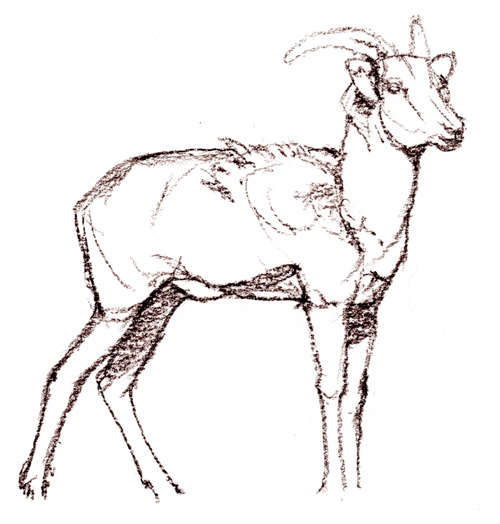 Argali Ewe Standing, Ikh Nartiin Chuluu, April 2005