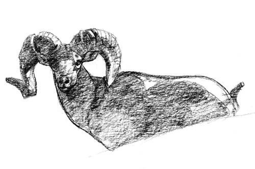 Argali Ram, Ikh Nartiin Chuluu, Sept. 2008