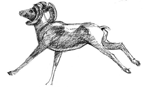 Argali Ram Running, Ikh Nartiin Chuluu, Sept. 2008