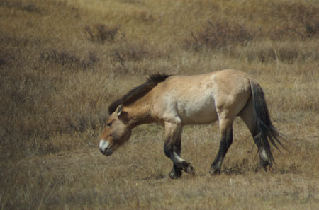 Takhi mare; Hustai National Park, May 2005