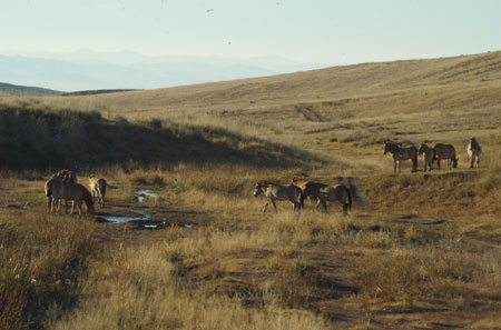 Main takhi water source; Hustai National Park, Sept. 2006