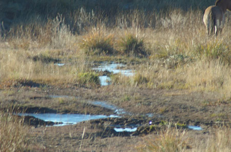 Watering place close-up; Hustai National Park, Sept. 2006