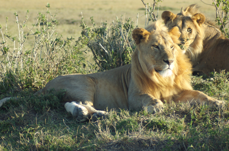Young mara lions