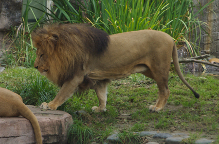 Zoo lion