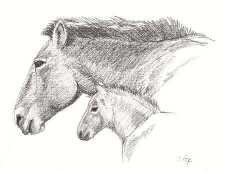 Takhi mare and foal; charcoal pencil on cold-press bristol paper