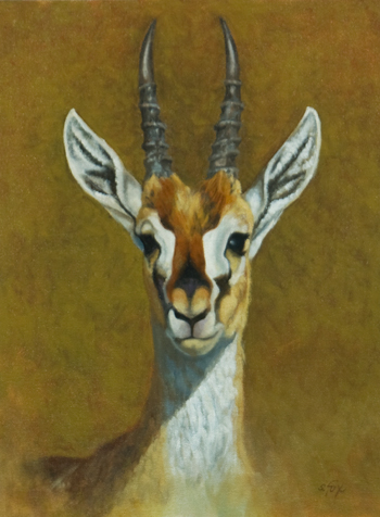 Thompson's Gazelle
