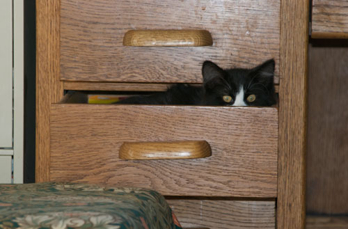 Alex in one of David's desk drawers