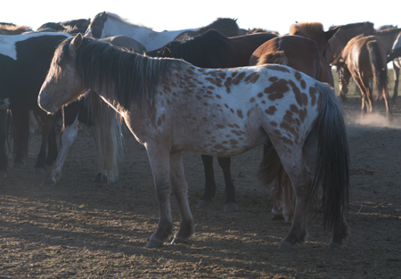 Mongolian horse, Arburd Sands