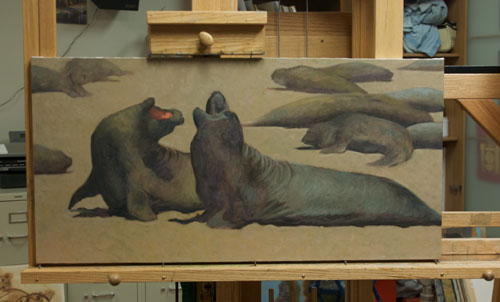 Young male elephant seals