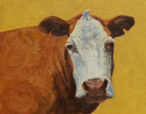 Hereford Study  oil  8"x10"