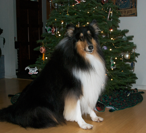 Niki and the Christmas tree