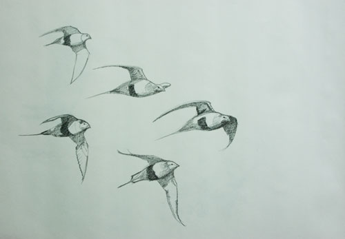 Sand grouse, Wolff's carbon pencil on drawing paper