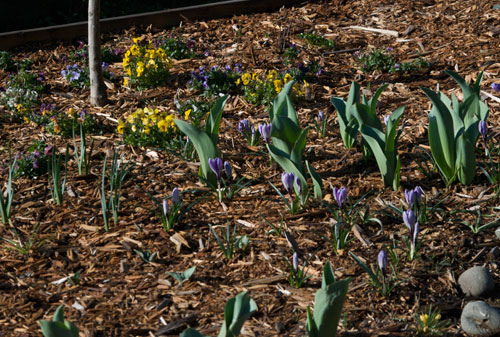 garden2009-02-27b Pansies, Pickwick crocus, tulips