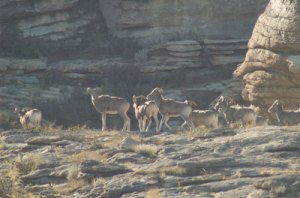 ikh-nartiin-chuluu-argali