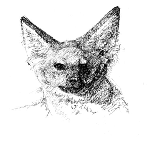 bat-eared-fox-kenya Bat-eared Fox, Kenya 2004