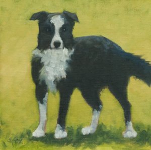 Border Collie  oil on canvasboard 8x8