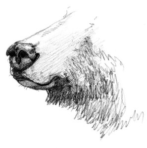 grizzly-nose