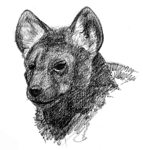 Hyena cub, Denver Zoo 2008