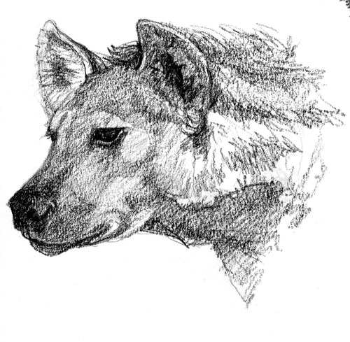 hyena-denver Hyena female, Denver Zoo 2008