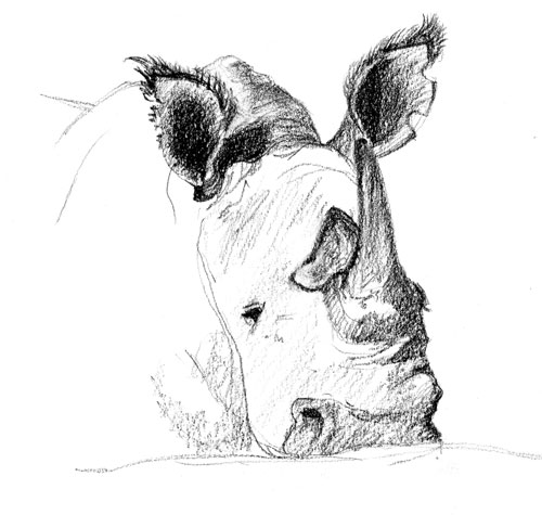 White Rhino, Lewa Downs Conservancy, Kenya 2004