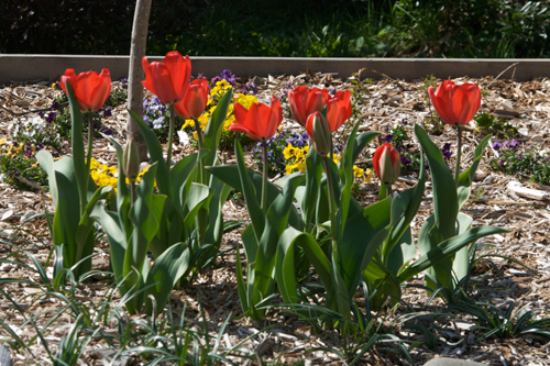 tulips2009-03-191