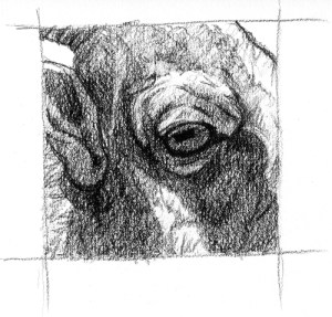 bighorn-eye