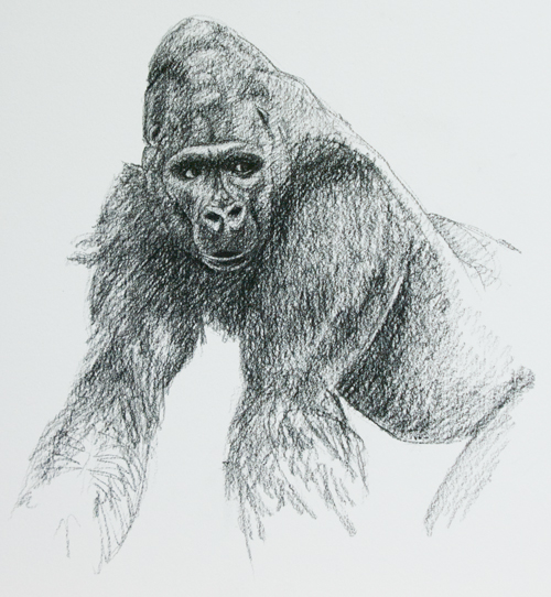 gorilla-head
